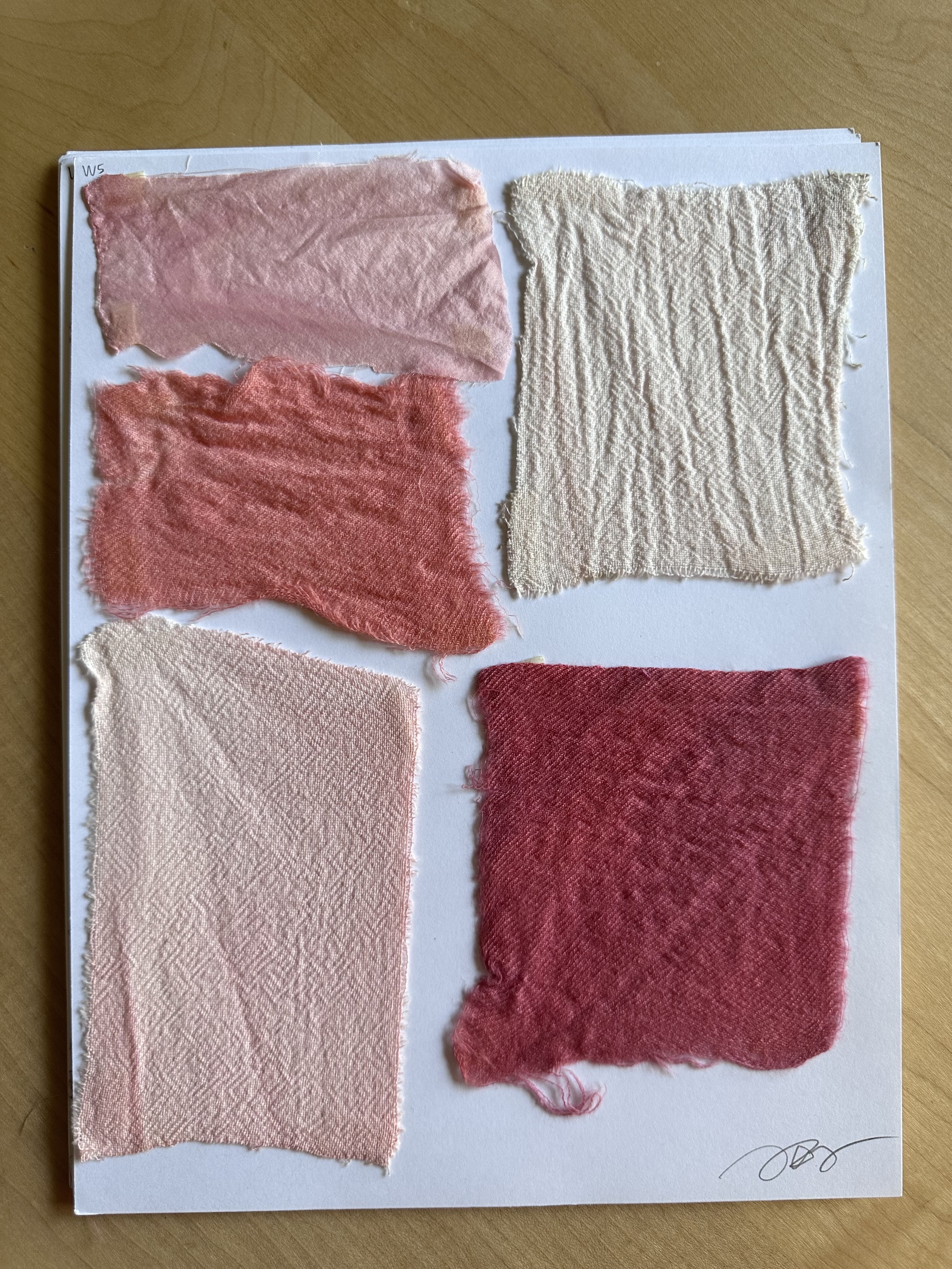 Cochineal Dye Image 5